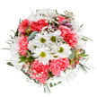 This captivating bouquet from a Maidenhead florist is a true ode to spring's renewal, artfully arranged to coax out feelings of joy and warmth. Central to the design, cheerful white daisies with verdant lime-green centres bask amongst glorious coral-pink carnations, whose plush ruffles bring a dynamic, inviting depth. Wisps of gypsophila dance through the blooms, lending an ethereal touch-like the morning mist drifting over Ray Mill Island. Flecks of unopened alstroemeria buds, tinged with blush and purple, add a sophisticated whisper of promise. Lush greenery, including soft eucalyptus and deeper foliage, cradles the ensemble, balancing vibrant colour with tranquil tones. Every bloom, thoughtfully placed in an intentional round formation, radiates harmony and optimism, perfect for celebrating a birthday, expressing gratitude, or sending comfort across Maidenhead and its leafy suburbs. The bouquet's overall effect is simultaneously soothing and exuberant, echoing the care and artistry of Maidenhead's local florists.