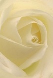This evocative portrait draws you into the heart of a creamy ivory rose, inviting you to imagine yourself wrapped within its soft, dewy petals as dawn's gentle light sweeps across Maidenhead. Each petal spirals inward, semi-translucent at the edge, hinting at both delicate fragility and the quiet confidence born of expert arrangement-much like the time-honoured bouquets that grace gatherings at Grenfell Park or friendly tables along King Street. Subtle shadows nestle between the folds, weaving depth and emotion through the scene. There's a profound peace here, the kind that accompanies sympathetic gestures, new beginnings, or silent admiration shared in moments of gratitude. The rose seems to radiate a hush of comfort-the scent a mere whisper, faintly sweet and soothing in the mind's eye. As a testament to skilled local floristry, every detail speaks of thoughtful hands and artistic vision, turning a simple bloom into an emblem of Maidenhead's community warmth and grace. The image becomes not only a study in florals but a reflection of the gentle, heartfelt connections that flourish throughout this riverside town.
